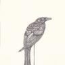 Black Drongo-King Crow by Jill Tegan Doherty